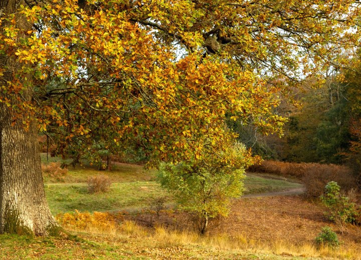 A lakeside trail in autumn colour